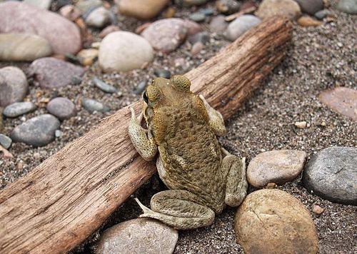 Rhinella poeppigii